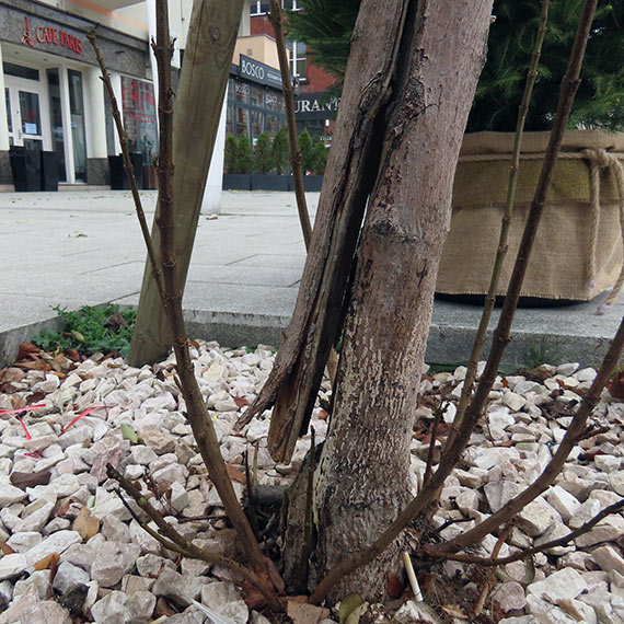 Uszkodzony klon na Placu Wolno�ci. M�ode drzewo wymaga pilnej kontroli i zabezpieczenia