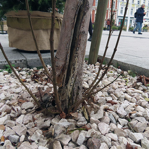Uszkodzony klon na Placu Wolno�ci. M�ode drzewo wymaga pilnej kontroli i zabezpieczenia
