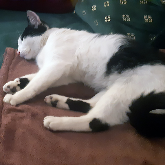 Znaleziono młodą kotkę - szukamy właściciela