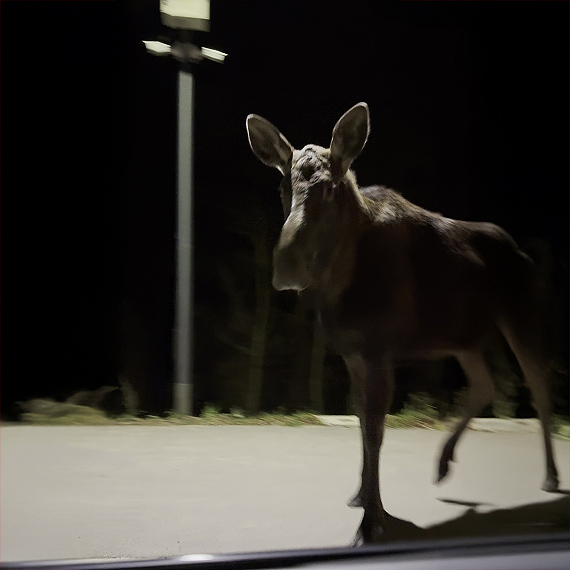 Łoś w Wapnicy. Wieczorny spacer olbrzyma i ważna przestroga dla kierowców