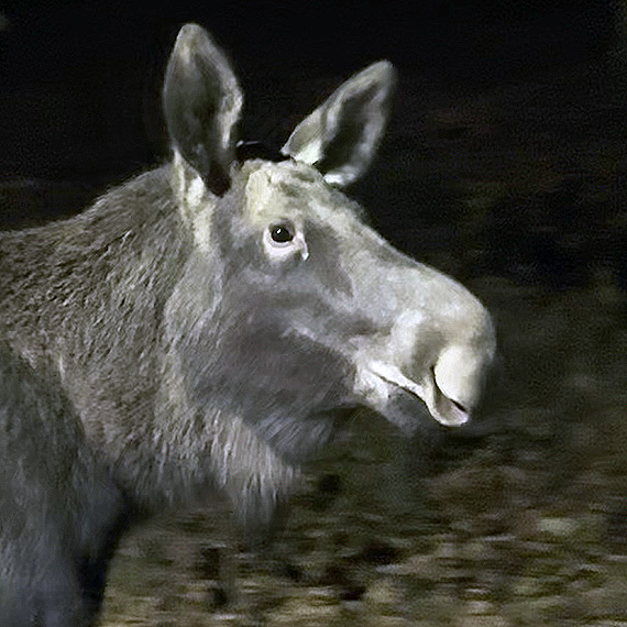 �o� w Wapnicy. Wieczorny spacer olbrzyma i wa�na przestroga dla kierowc�w