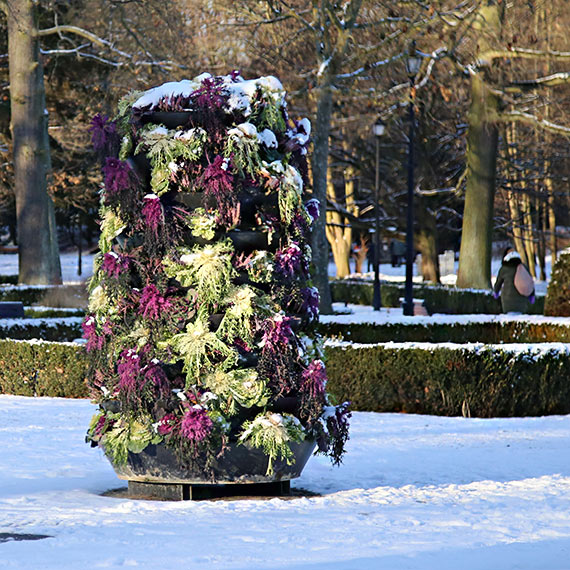 Zeszłoroczna kapusta w Parku Zdrojowym. Zima przyszła, dekoracje nie