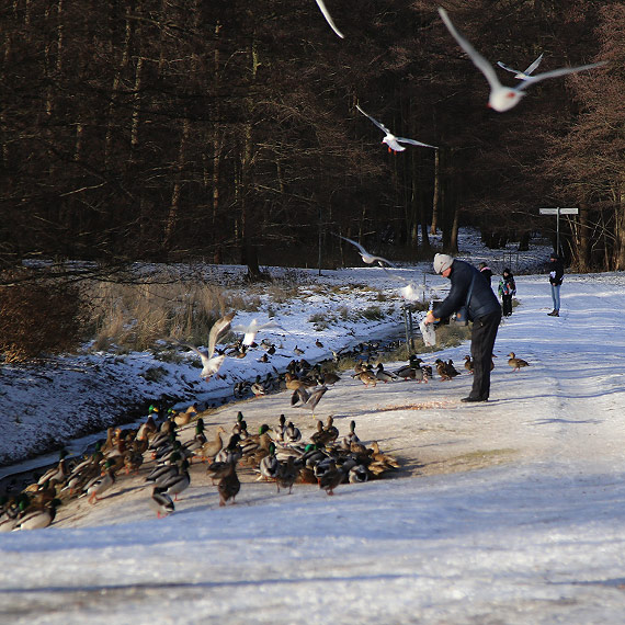 Zimowe dokarmianie ptaków w Parku Zdrojowym