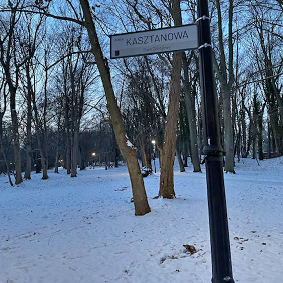 Urz�d Miasta wyja�nia wycink� drzew w Parku Zdrojowym