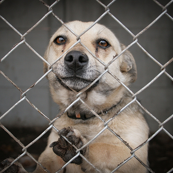 Konkurs na prowadzenie schroniska dla zwierz�t ju� rozstrzygni�ty