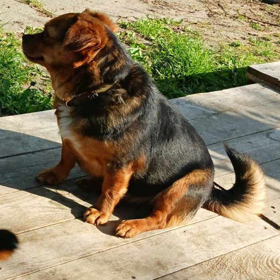 Gmina Wolin, Mi�dzyzdroje: Lila wci�� si� nie znalaz�a. Min�o ponad 17 dni od zagini�cia suczki