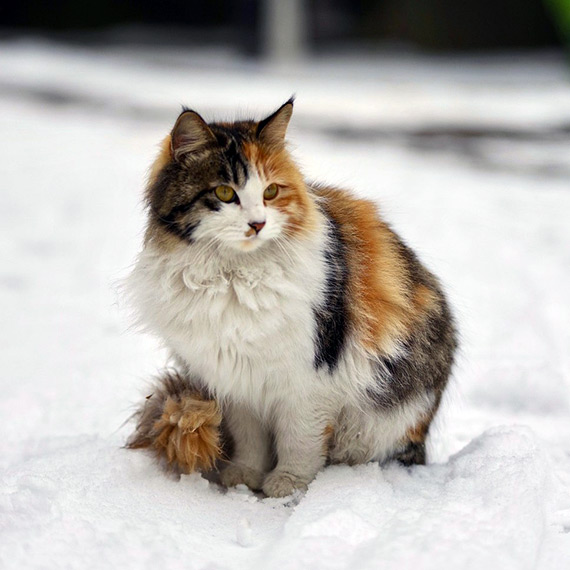Zwróćmy uwagę na bezdomne zwierzęta zimą