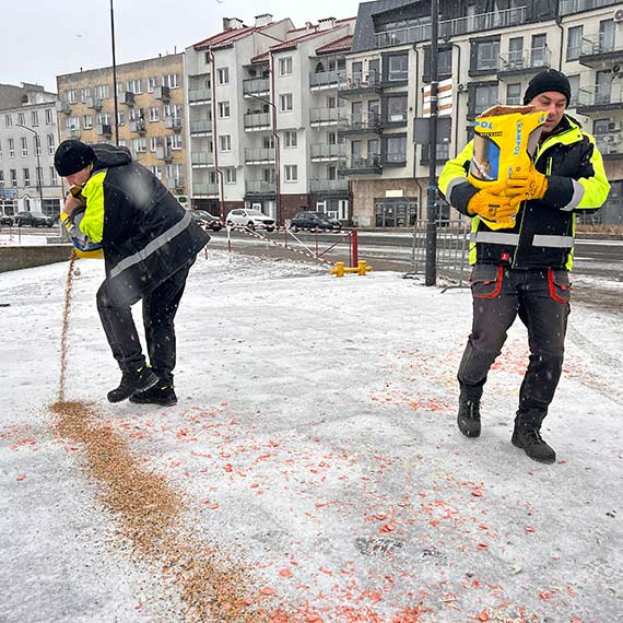 Sypniemy ziarnem, czyli z pomocą ptakom [2]