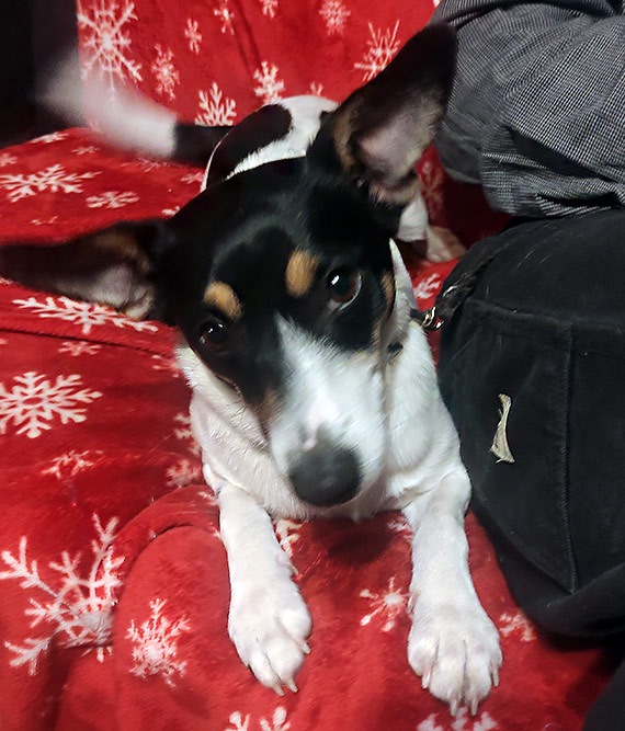 Znaleziono psa. Spokojna suczka biega�a mi�dzy autami pod Wolinem