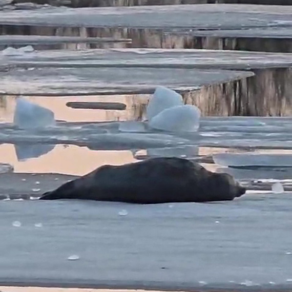 Martwa foka w kanale portowym. Jeszcze dwa dni temu dryfowała na krze z Zalewu w stronę morza