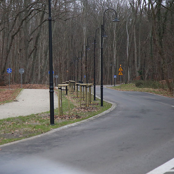 Drzewa niemal przy samej jezdni. Kto pozwoli� na tak� „zielon�” decyzj�?