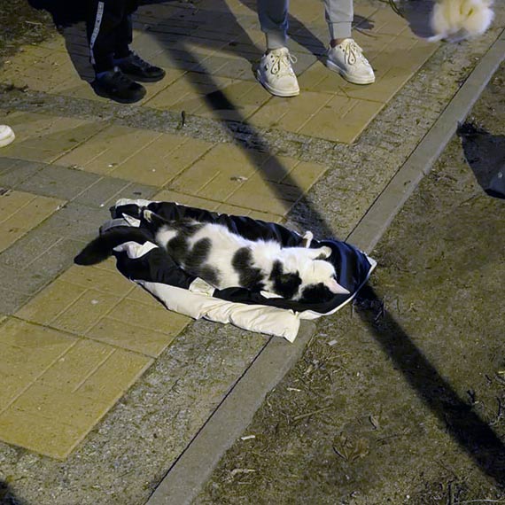 �miertelne potr�cenie kota przy ul. Matejki. �wiadek szuka w�a�ciciela