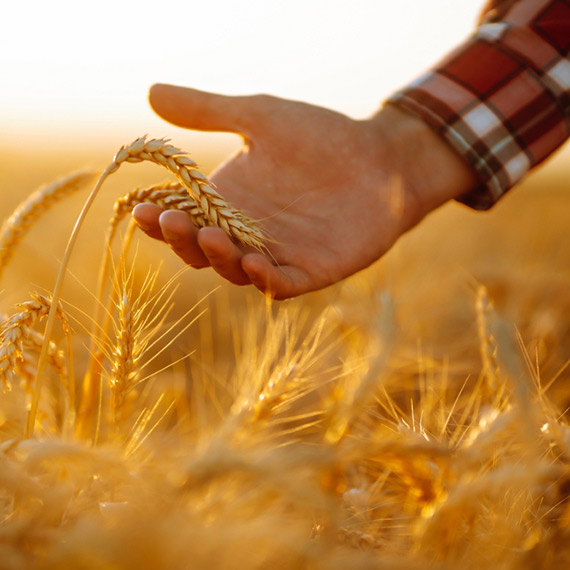 Czego potrzebuj� rolnicy ekologiczni w Polsce?