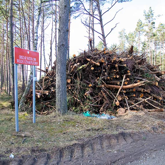 Sadzonki za u�miech, teren za kontenery. Czy �winouj�cie w�a�nie daje si� „kupi�” za zielon� akcj�?
