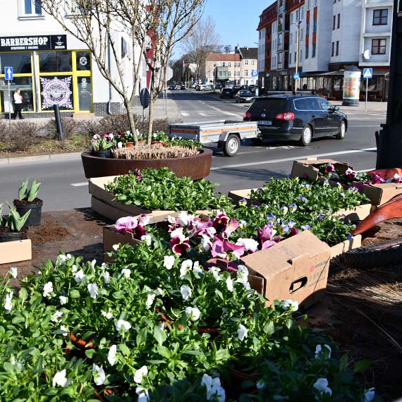 Morze kwiatów na wiosnę [1]