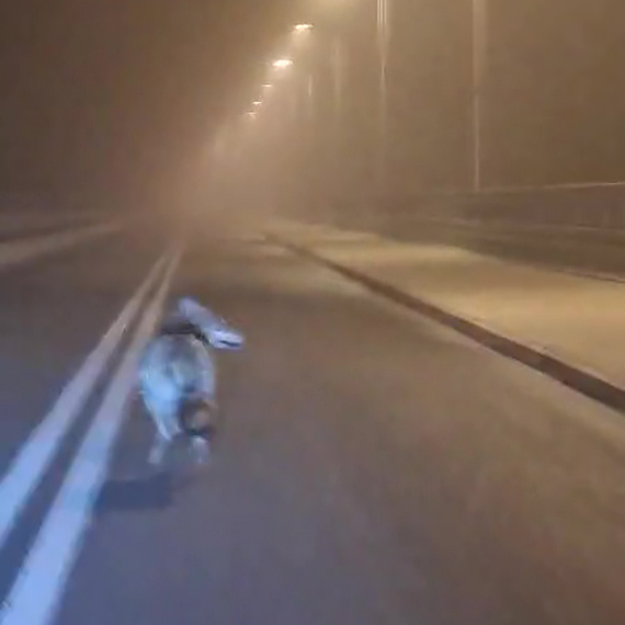 Wilk na moście. Nocne nagranie ze Świnoujścia