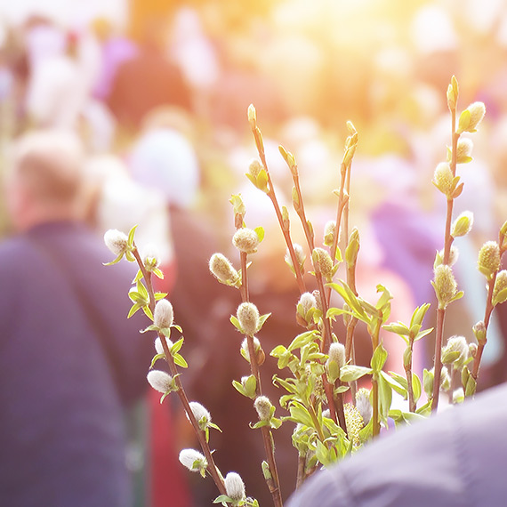 Palmy - symbol męki i nadziei. Dziś zawładną także Świnoujściem!