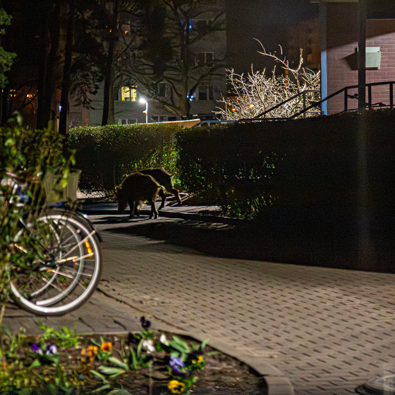 Dziki między blokami na osiedlu Gdańska. Wieczorne spacery z niepokojącym „towarzystwem”