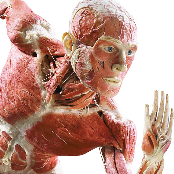 BODY WORLDS - PULSE po raz pierwszy w Polsce. Kontrowersyjna wystawa z prawdziwymi ciałami już w Warszawie