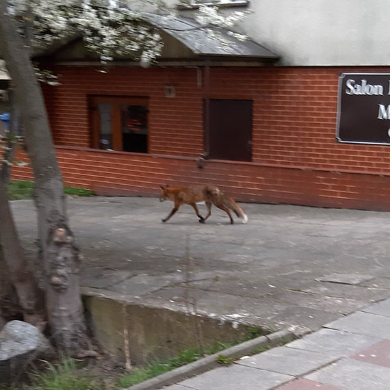 Lisy spacerują po centrum Świnoujścia. Coraz śmielej zaglądają  [1]