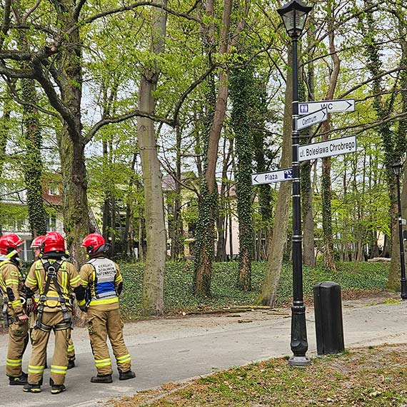 Niebezpieczny konar nad przej�ciem. Interweniowali stra�acy przy ul. Chrobrego