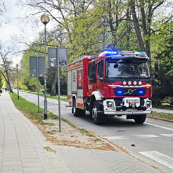 Niebezpieczny konar nad przej�ciem. Interweniowali stra�acy przy ul. Chrobrego