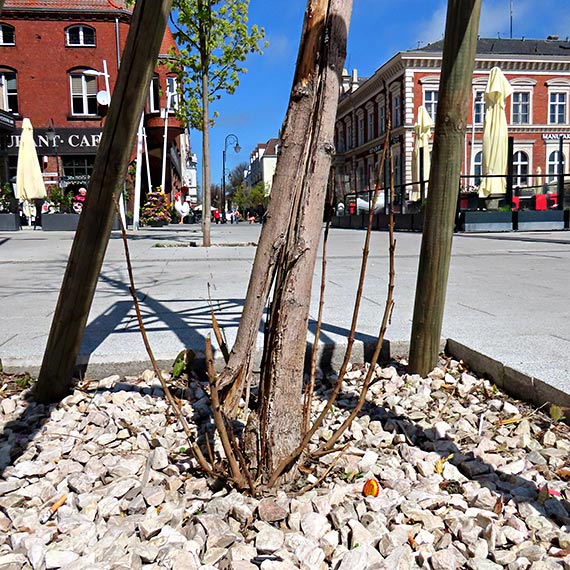 Klon na Placu Wolno�ci usech�. Mieszkaniec pyta: gdzie by�a miejska troska o ziele�?