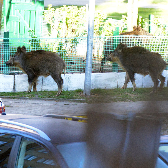 Dziki w samym centrum �winouj�cia. Poranny widok na osiedlu Matejki zaskoczy� mieszka�c�w