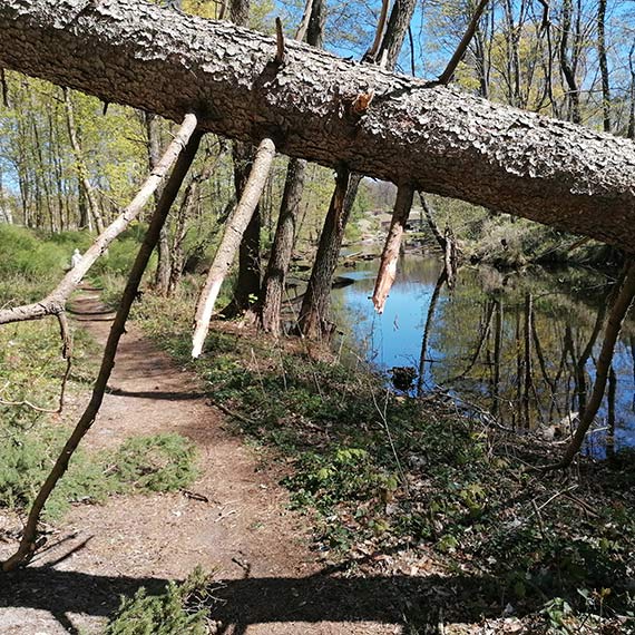 Powalone drzewo nad ścieżką przy fosie. Mieszkaniec alarmuje: to zagrożenie dla spacerowiczów