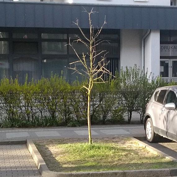 Suche od dwóch lat? Mieszkaniec alarmuje o drzewach przy Bohaterów Września [1]