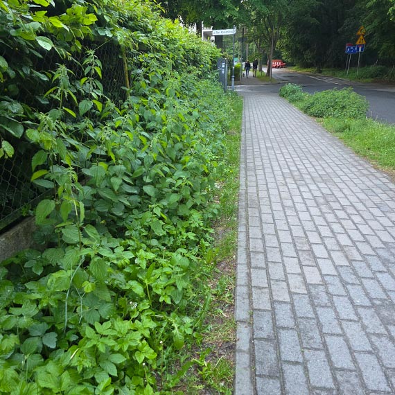 Mieszka�cy ulicy Ma�achowskiego maj� do�� zaro�li. Chc� porz�dku na drodze do pla�y