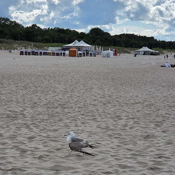 Ranna mewa na świnoujskiej plaży. Czy ktoś jej pomoże?