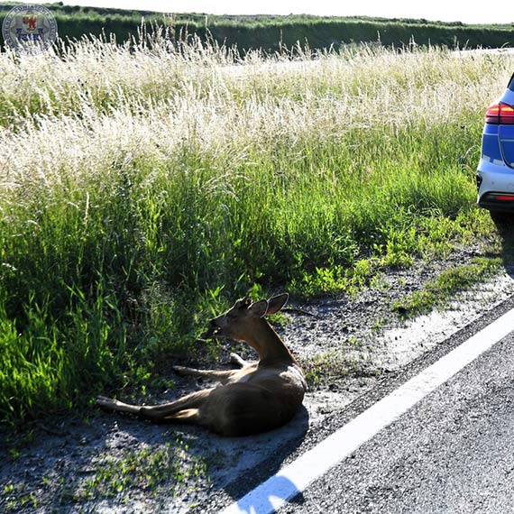 Niecodzienna interwencja szczecineckiej drogówki