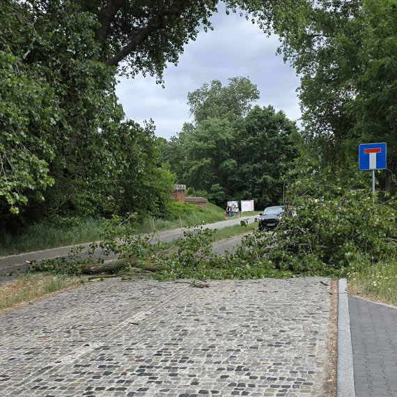 Silny wiatr łamie i wyrywa drzewa w Świnoujściu. Uważajcie, gdzie parkujecie i spacerujecie