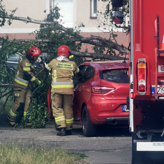 Silny wiatr daje o sobie znać. Konar spadł na zaparkowane samochody w Świnoujściu [1]