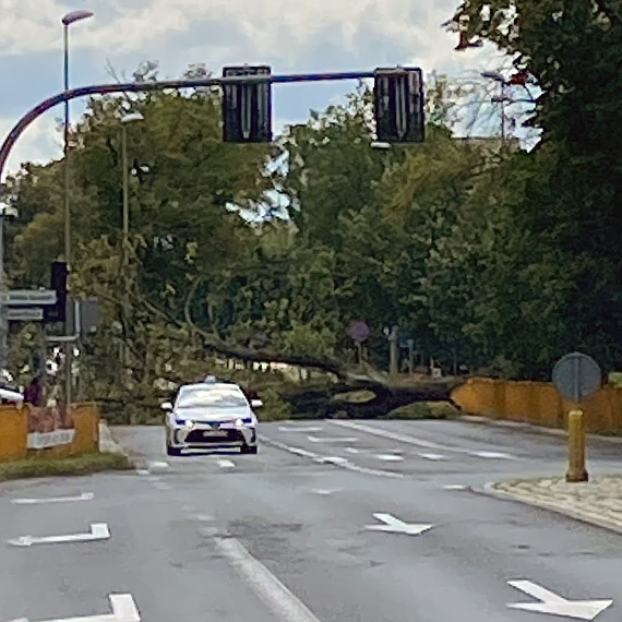 Pot�ne drzewo run�o na Grunwaldzkiej. Ulica by�a ca�kowicie zablokowana