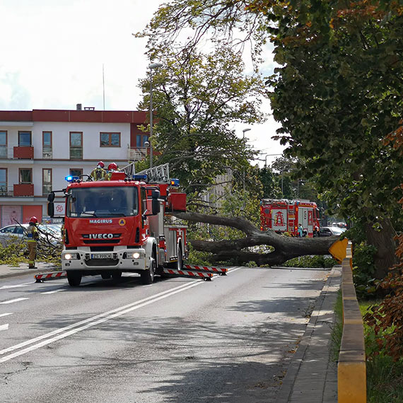 Pot�ne drzewo run�o na Grunwaldzkiej. Ulica by�a ca�kowicie zablokowana