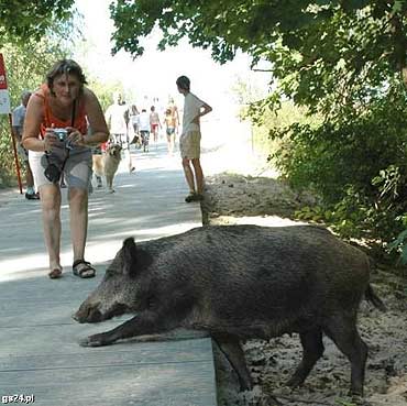 Ostay si nam tylko dziki …