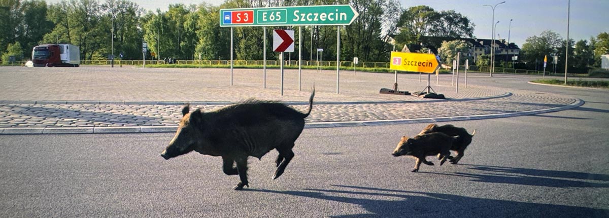 18-00-slider-dziki-zachod.jpg